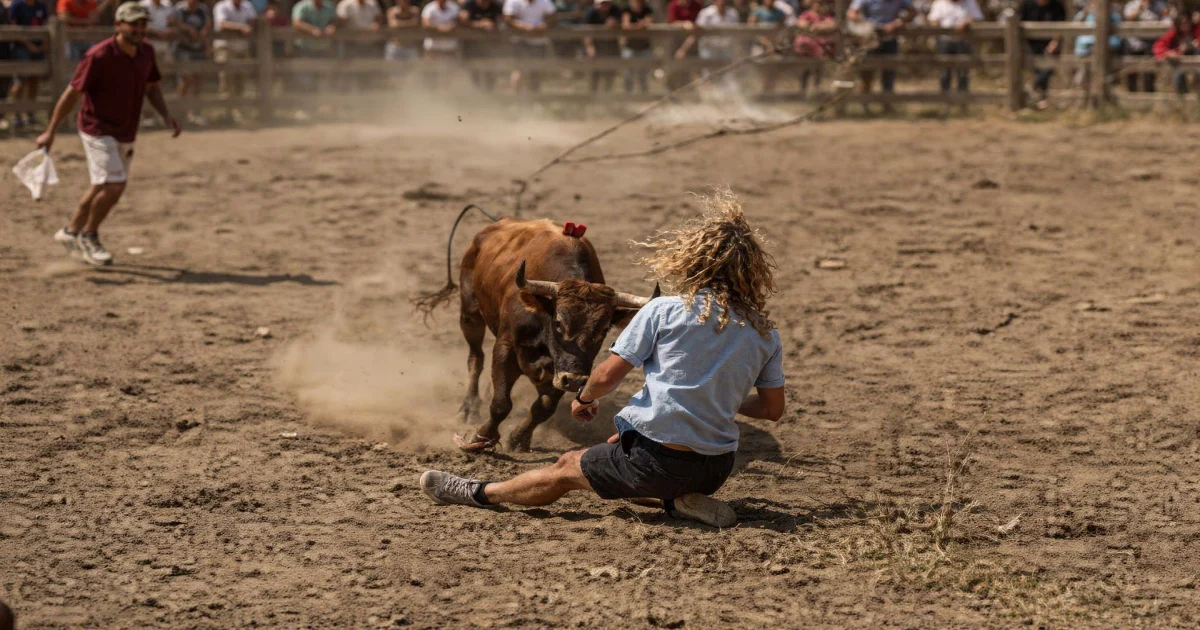 A young man with long curly blond hair is caught from behind by a charging bull in a dusty corraleja ring as another runner flees, Tolú, Colombia.